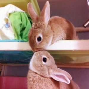 美容品禁動物測試成風